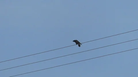 Slow-motion: carrion crow cawing while sitting on a power line, blue clear sky Stock Footage 100708162