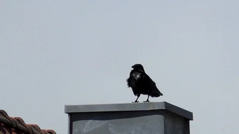 Slow motion: Carrion crow (corvus corone) on chimney, windy, feathers Stock Footage 89006950