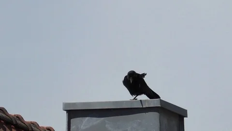 Slow motion: Carrion crow (corvus corone) on chimney scratching its head Stock Footage 89007041