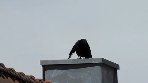 Slow motion: Carrion crow (corvus corone) preening on a chimney Stock Footage 89007287