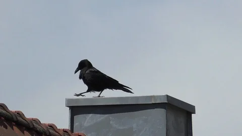Slow motion: Carrion crow (corvus corone) walking on a chimney Stock Footage 89007374