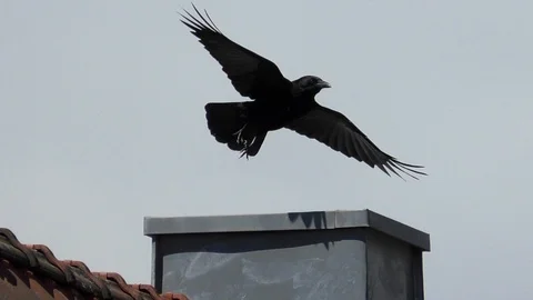 Slow motion: Carrion crow (corvus corone) taking off from a chimney Stock Footage