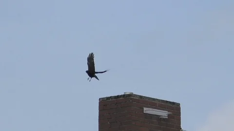 Slow motion: Carrion crow (corvus corone) on a chimney, taking flight 库存影片 89305565