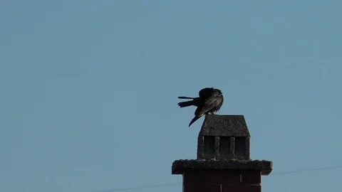 Slow motion: Carrion crow (corvus corone) preening on top of a chimney, blue sky Stock Footage 91659987