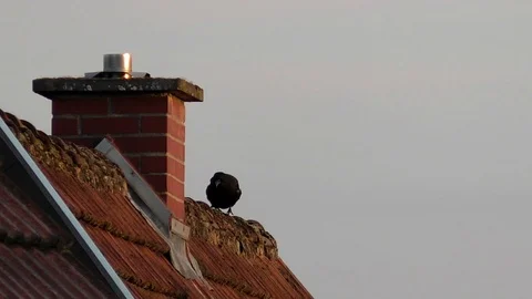 Slow motion: Carrion crow (corvus corone) rubbing its beak on old tiled roof Stock Footage 92923421