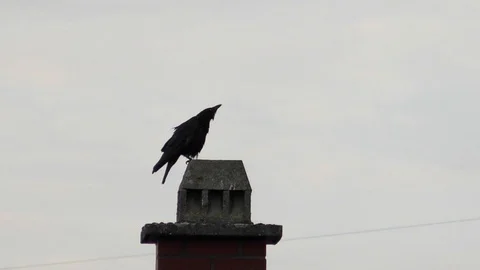 Slow motion: Carrion crow (corvus corone) cawing on top of an old brick chimney Stock Footage 94433347