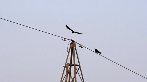 Slow-motion: carrion crow (corvus corone) taking flight from power line Stock Footage 242940521