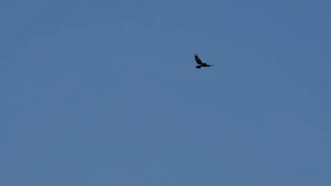 Slow motion: carrion crow (corvus corone) flying in blue sky with white clouds Stock Footage 251371891