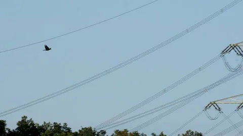 Slow motion: carrion crow (corvus corone) flying by electrical tower, blue sky Stock Footage 251372193