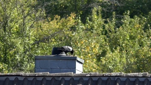 Slow-motion: Carrion crow eating a walnut on top of a chimney, bird pecking food Video stock 95698653