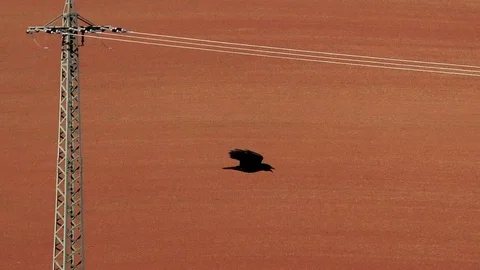 Slow-motion: carrion crow flying over fields and farmland while cawing Stock Footage 97098103