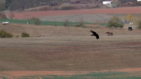 Slow-motion: carrion crow flying over farmland with horses grazing, in autumn Stock Footage 97098148