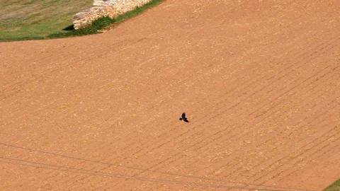 Slow motion: Carrion crow flying, joined by another crow, landing on power line Stock Footage 139605355