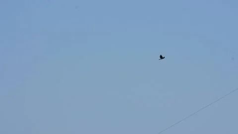 Slow motion: Carrion crow flying through blue sky, landing on power pylon, birds Stock Footage 139606022