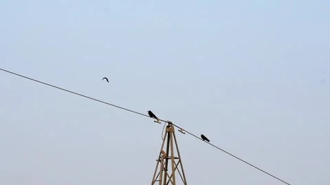 Slow-motion: carrion crow flying by power pole, two other crows and a kestrel Stock Footage 242940443