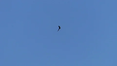 Slow-motion: Carrion crow gets into a tailspin in midair but resumes flight Stock Footage 97101270
