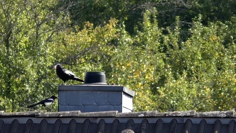 Slow-motion: Carrion crow guarding a walnut from Eurasian magpie on chimney top Stock Footage 95698482