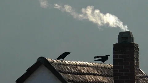 Slow-motion: Carrion crow on rooftop next to smoking chimney, other crow lands Stock Footage 98750174