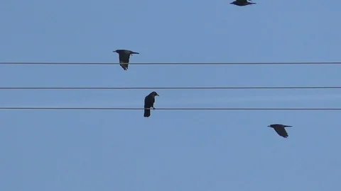 Slow-motion: carrion crow sitting on a power line, other crows flying by, birds Stock Footage 100708116