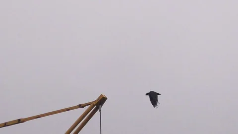 Slow-motion: Carrion crow taking off from the machinery arm of a tower crane Stock Footage 99106160
