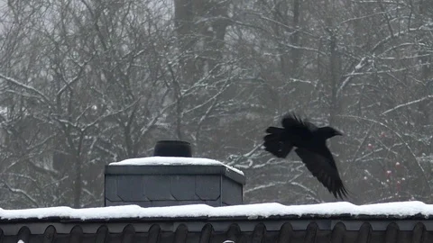 Slow-motion: carrion crow taking off from snowy, steaming chimney top in winter Stock Footage 99876232