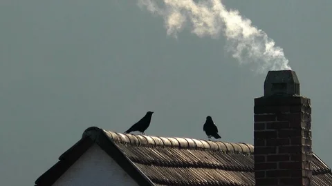 Slow-motion: Carrion crow walking to other crow on rooftop, flying unto chimney Stock Footage 98750347