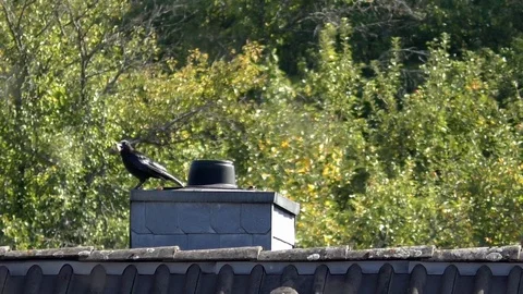 Slow-motion: Carrion crow with walnut in its beak taking off from chimney top Stock Footage 95698544