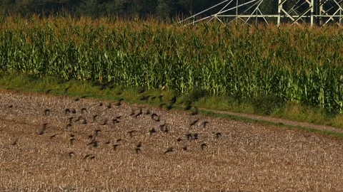 Slow motion: carrion crows and flock of house sparrows near cornfield Stock Footage 251373013