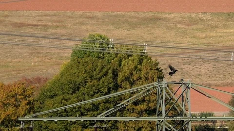 Slow-motion: Carrion crows, common buzzard, taking off, landing, power pylon Stock Footage 96006951