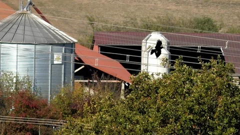 Slow-motion: carrion crows flying in front of a silo and agricultural facilities Stock Footage 97097994