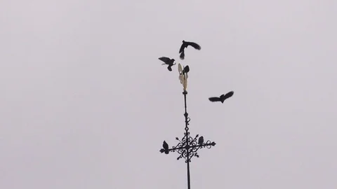 Slow motion: carrion crows on top of a church tower changing places, weathercock Video stock 99106138