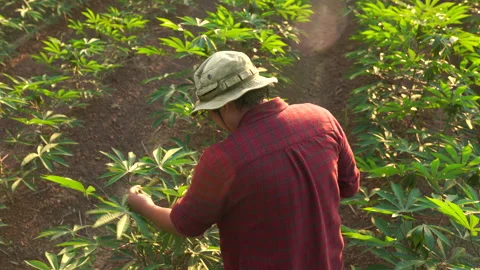 Slow motion cassava planter inspecting leaves Stock Footage 202620509
