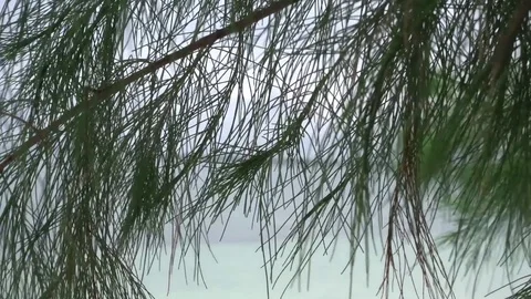 Slow-motion casuarina leaves swaying in the wind Stock Footage