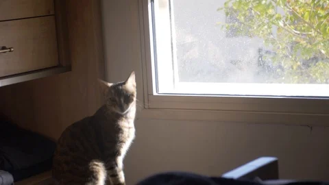 Slow motion cat in 180fps Stock Footage 86605837