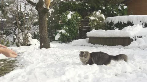 SLOW MOTION: Cat catching snowball Stock Footage 22247308