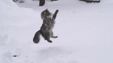 SLOW MOTION: Cat catching snowballs Stock Footage 22045862
