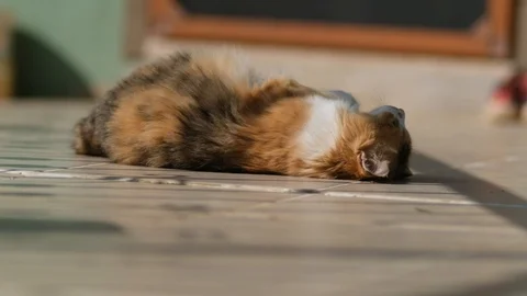 Slow Motion Cat Cleaning her fur Stock Footage 126160246