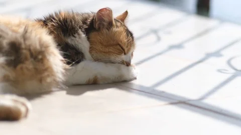 Slow Motion Cat Cleaning her fur Video stock 126160661