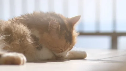 Slow Motion Cat Cleaning her fur Stock Footage 126160818