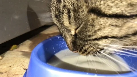 Slow motion of cat drinking milk Vídeos de archivo 93028705