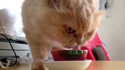 Slow motion of cat at drinking water Stock Footage 52193259