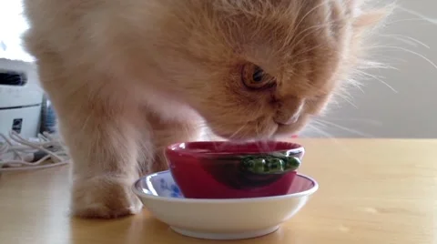 Slow motion of cat at drinking water Video stock 52194507