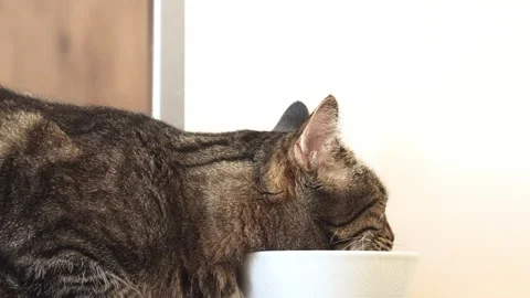 Slow motion cat drinks out of a ceramic bowl Stock Footage 267465165