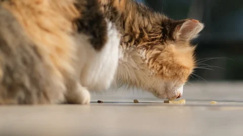 Slow Motion Cat Feeding Herself Stock Footage 126160356