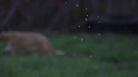 Slow motion of cat on the hunt. Video stock 170137355