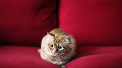 Slow Motion Cat Jump Stock-Footage 35521396