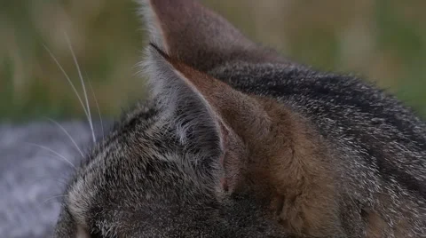 Slow motion of a cat moving its ears Stock Footage 51993030