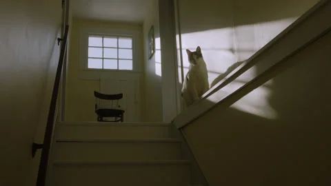 Slow Motion Cat Perched in Rustic Home Stock Footage 146883512
