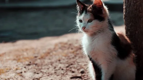 Slow Motion Cat in Sunlight  120 FPS Stock Footage 303563795