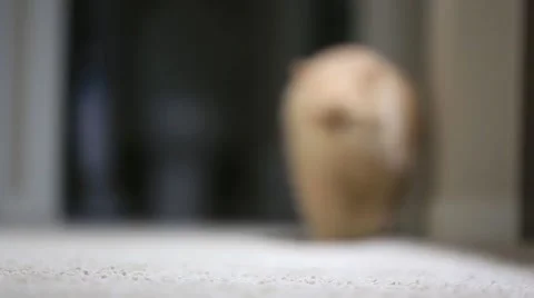 Slow motion of cat walking in front of camera Stock Footage 43355337